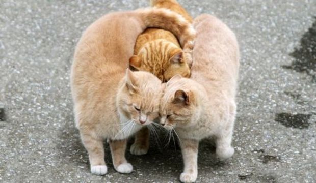 Siz erkeğinizi paylaşır mıydınız?