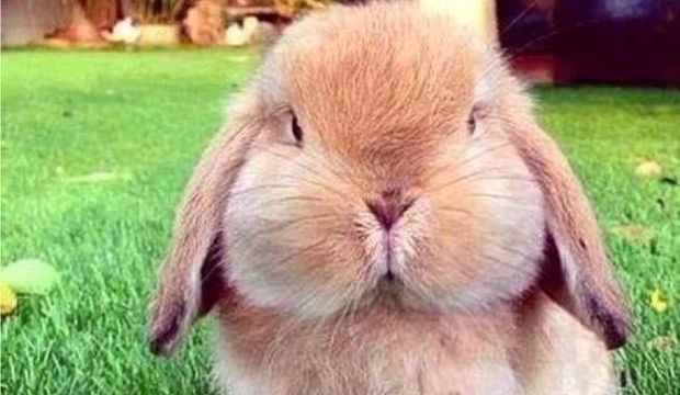 Çocukluk çağında şişmanlık problemi