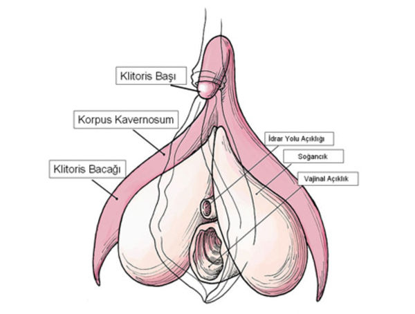 Klitors Klitors