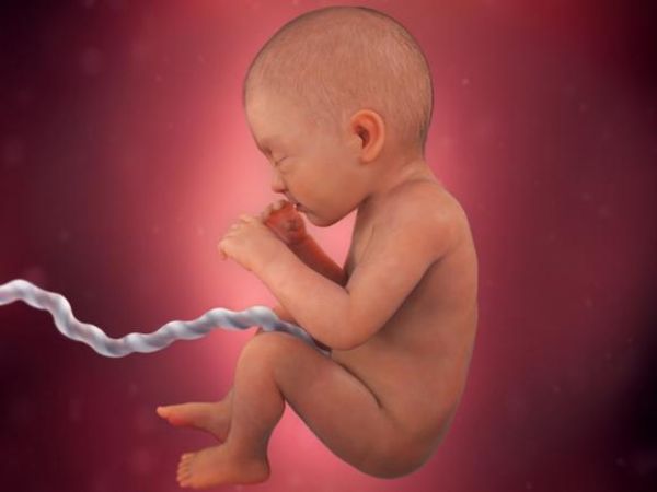 Hamilelikte 24. Hafta: Bebeğiniz Artık Ultrasonda Yeni Doğmuş Küçük Bebek Görünümünde 14