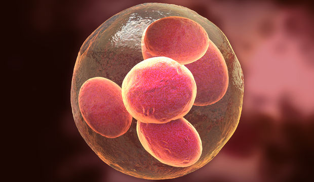 Hamileliğin İlk Haftaları: Hamileliği İlk 3 Haftasında Neler Oluyor?