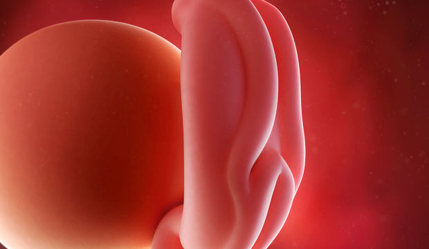 Gebeliğin 4. Haftasında Neler Oluyor?