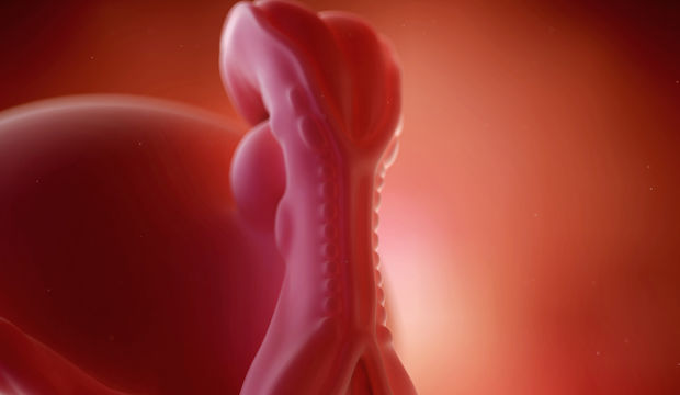 Gebeliğin 5. Haftasında Neler Oluyor?