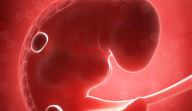 Gebeliğin 6. Haftasında Neler Oluyor?