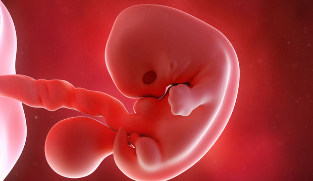 Gebeliğin 7. Haftasında Neler Oluyor?