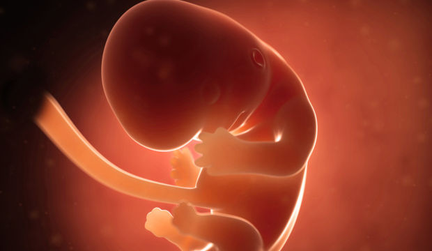 Gebeliğin 8. Haftasında Neler Oluyor?