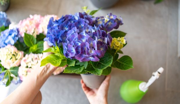 Ortanca bakımı nasıldır? Ortanca çiçeğine nasıl bakılır?