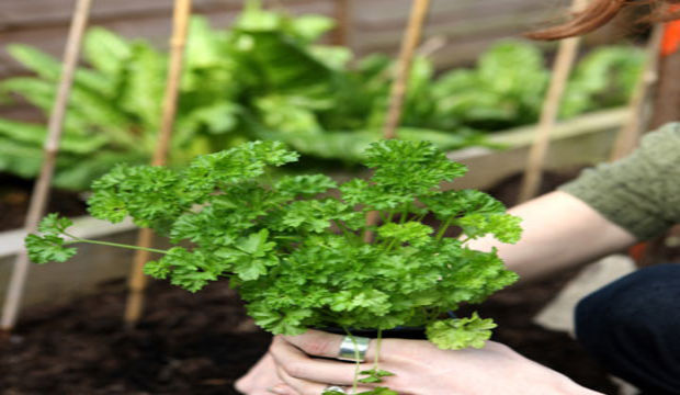 Sebze yetiştirmek için bilmeniz gerekenler