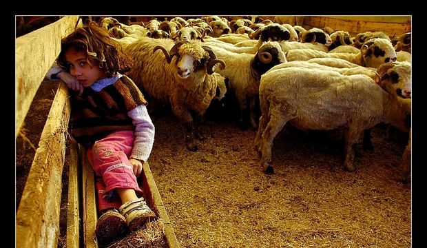 9 yaşından küçük çocuğun kurban kesimini izlemesine izin vermeyin