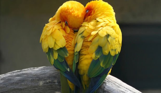 Nasıl bir aşıksınız?