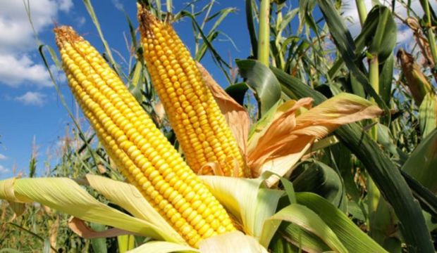 9 Mısırdan 6’sı riskli çıktı!