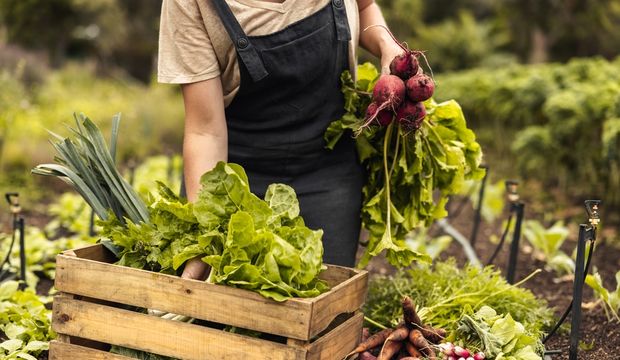 Organik bahçe nasıl yapılır?
