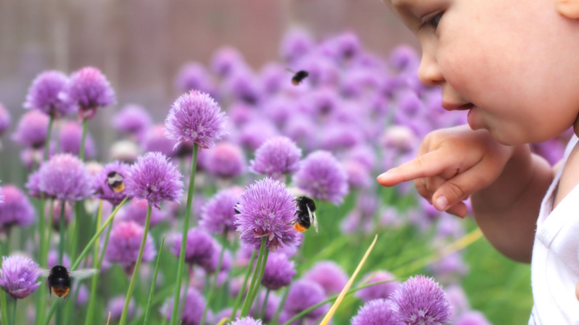 Arı sokmasına karşı yapılması gerekenler nelerdir? HTHayat