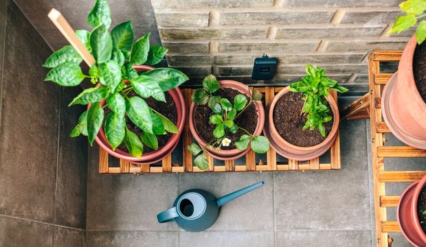 Evde bitki nasıl yetiştirilir?