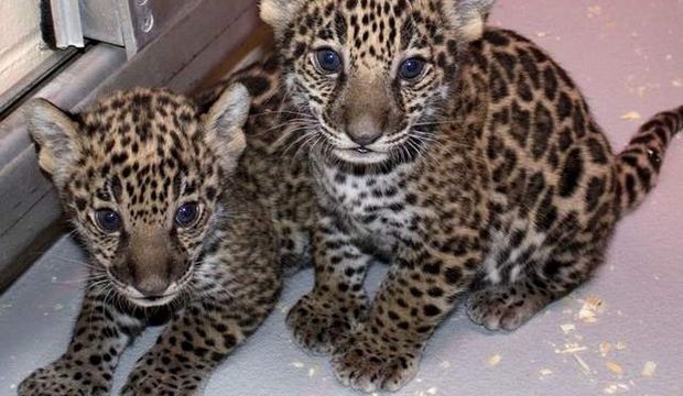 Yavru jaguarlar medyayla tanıştı!