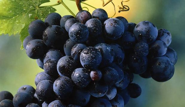 Üzüm çekirdeğinin 5 faydası!