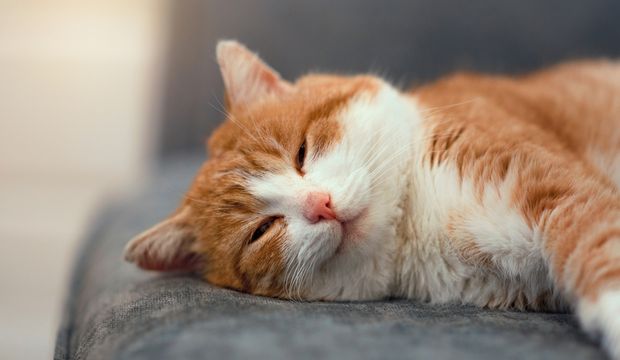 Daha mutlu bir yaşam için 11 adım