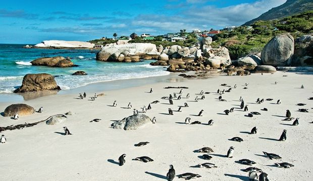 Simon’s Town: Dikkat penguen çıkabilir!