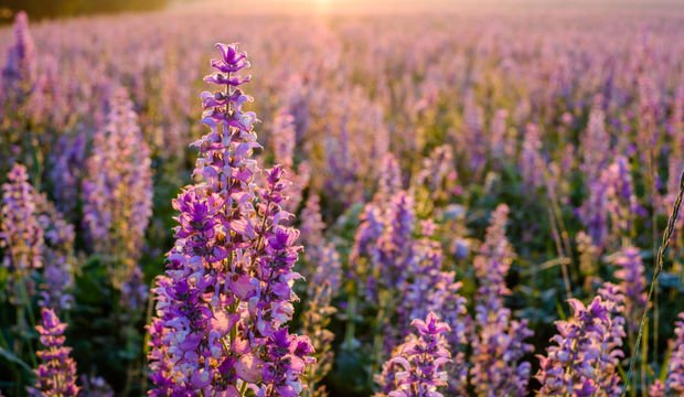 Ruhunuzu rahatlatacak 7 öneri