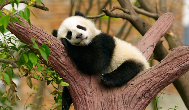 Uyumanıza yardımcı olacak besinler