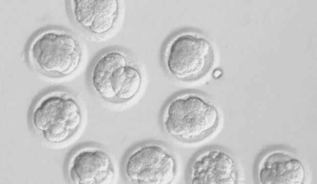 Klon insan kök verdi!