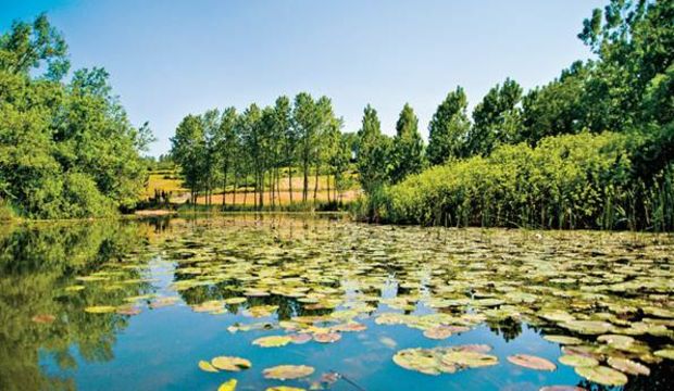 Fantastik bir dünya Acarlar Longozu...