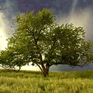 3 - 5 - 100 - 250 Bin Ağaç...