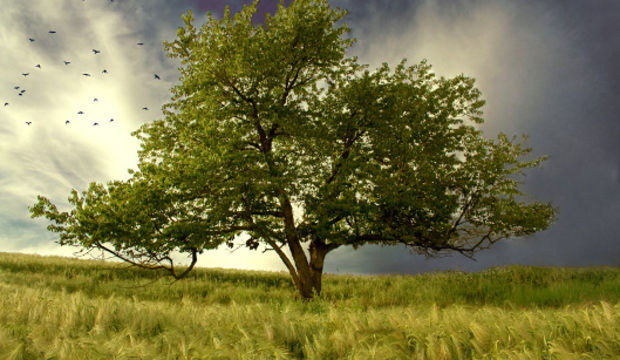 3 - 5 - 100 - 250 Bin Ağaç...