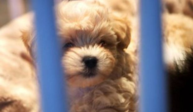 Çocuğunuzu bir tur bana verir misiniz?