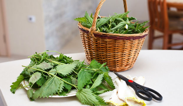 Kepek problemine ısırgan otlu reçete