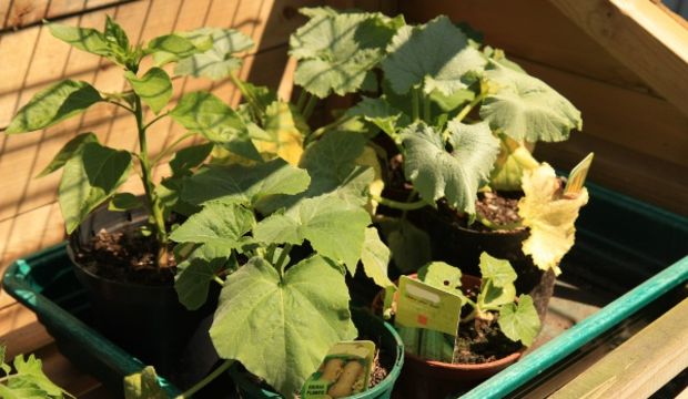 Balkonda dünya yetiştirme...