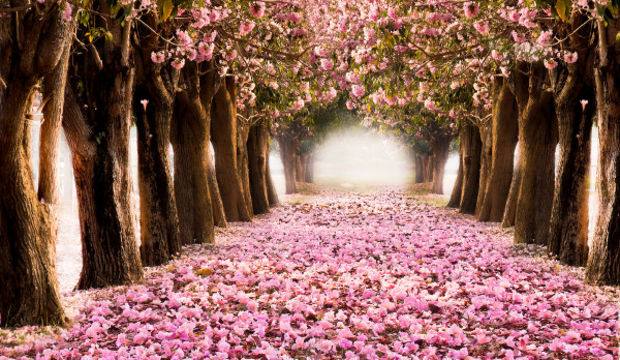 Evlilik tarihini bu ağaç belirliyor!