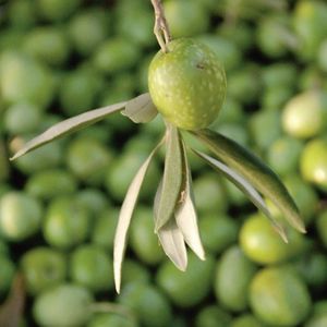 İmar durumu: Katli vacip