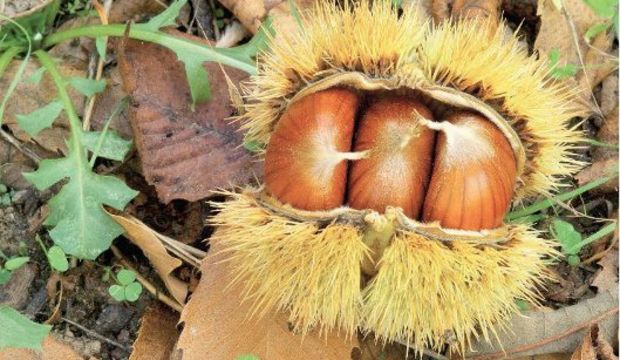 Bitkisel ilaç kullanmadan önce bunları okuyun!