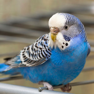 O balıklar neden yüzmüyor anne?