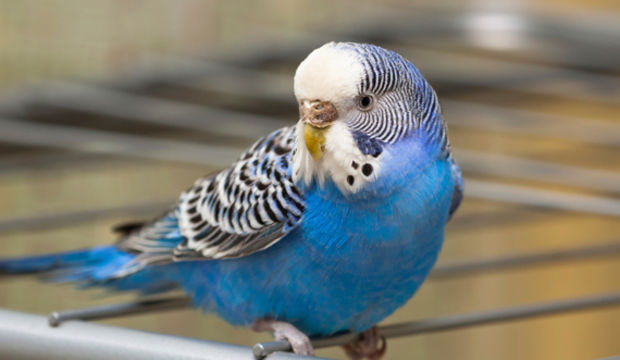 O balıklar neden yüzmüyor anne?