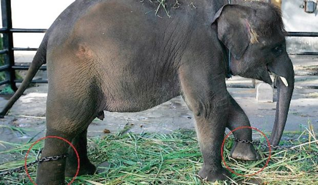 Dünyanın en kötü hayvanat bahçesi