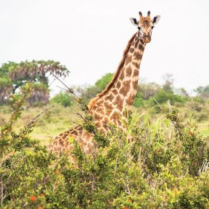 Tanzanya’da safari...