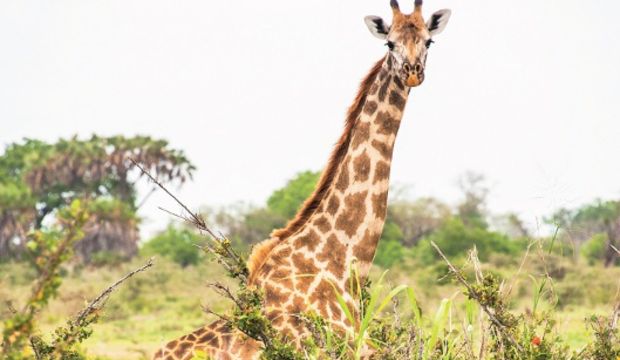 Tanzanya’da safari...