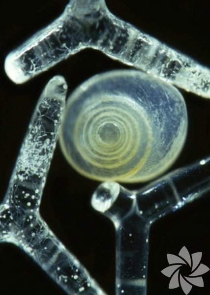 Kum tanelerinin mikroskop grnts
