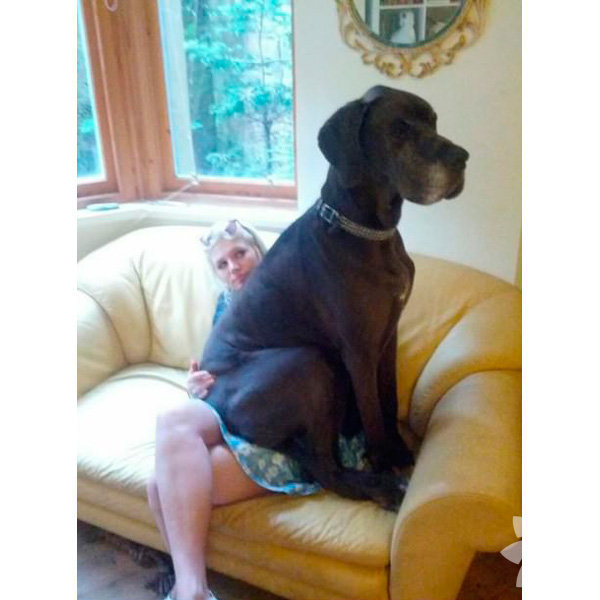 Kendini küçük sanan köpekler Yaşam
