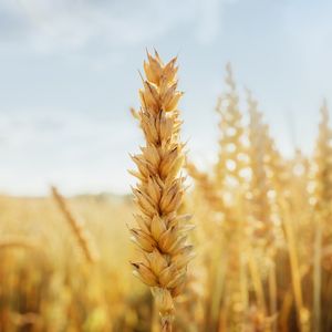 Çölyak hastalığı nedir?