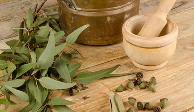 Selülite karşı okaliptüs yağı