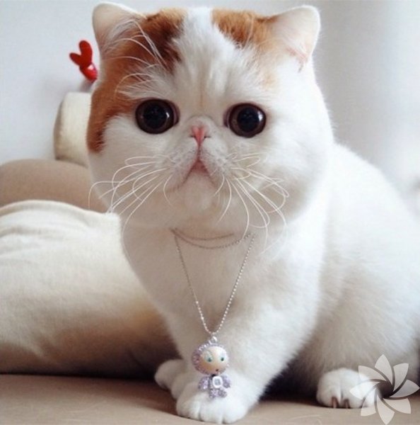 Instagram Fenomeni 7 Kedi Yasam