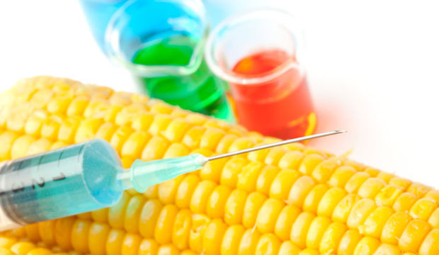 İki ileri bir geri GDO