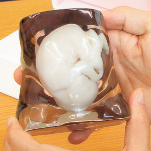 Doğmamış bebeğin maketi   