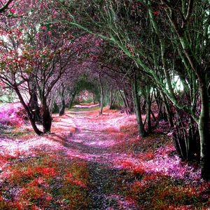 Dünyanın en güzel 20 ağaç tüneli