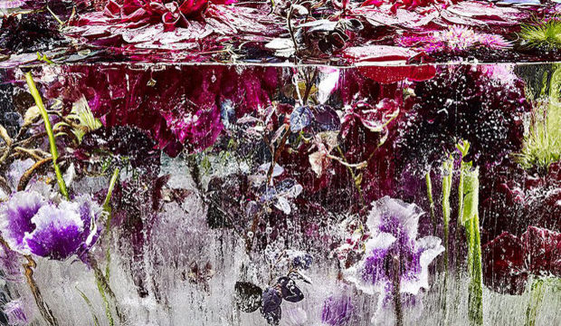 Suda dondurulmuş çiçekler