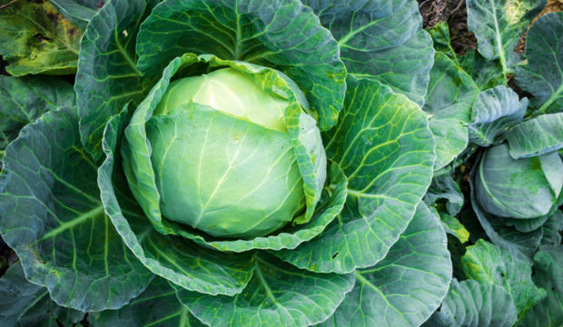 Karalahananın az bilinen 10 özelliği