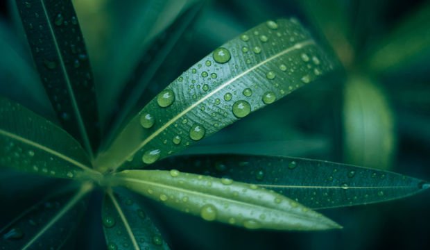 Eğer yeniden başlayabilseydim yaşama...